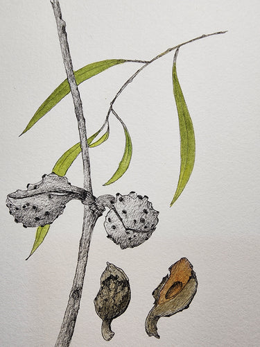 Sharon Field | 3000 days... and counting... | Drawing | Hakea nuts