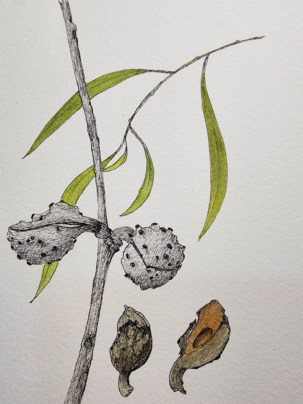 Sharon Field | 3000 days... and counting... | Drawing | Hakea nuts