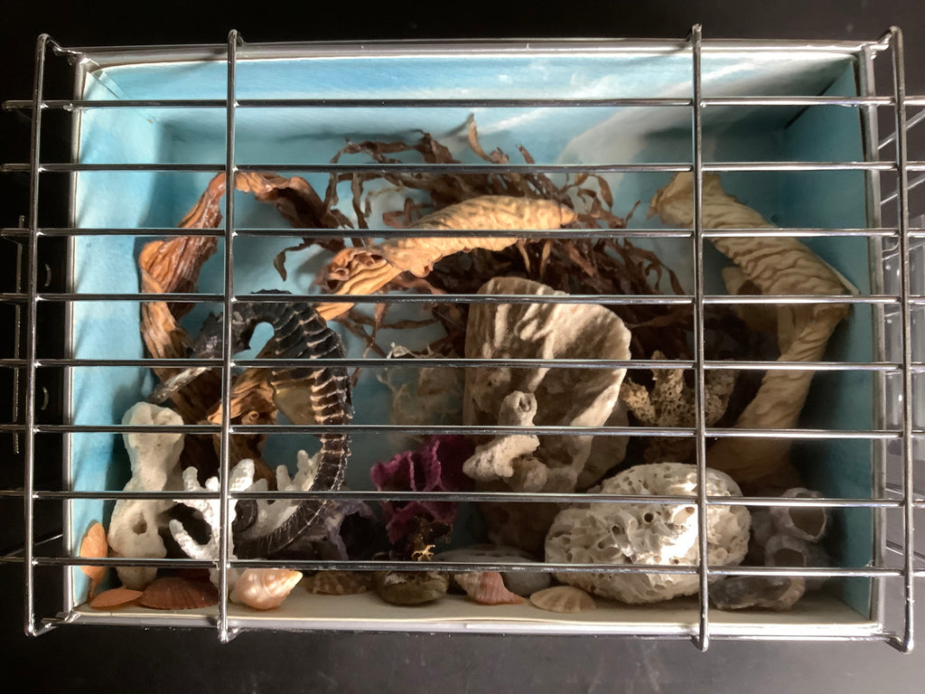 Jenny Stevens | Mixed Media | Seahorse Hotel