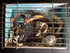 Jenny Stevens | Mixed Media | Seahorse Hotel