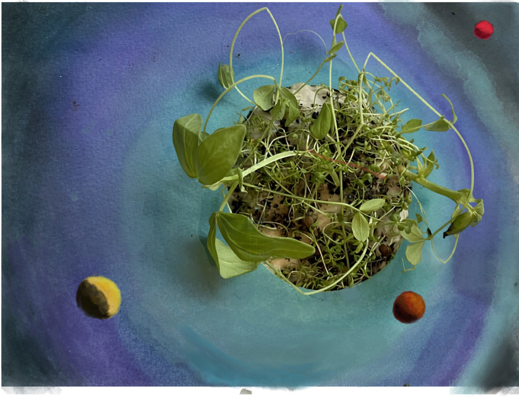 Joanne Holmes | Mixed Media | Seeds of a new future
