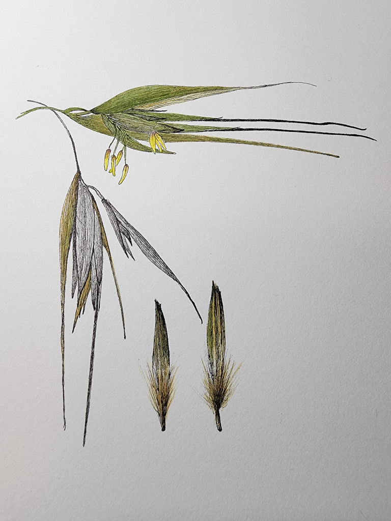 Sharon Field | 3000 days... and counting... | Drawing | Kangaroo Grass and seeds