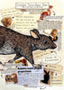 Kat Parker | Mixed Media | Introducing: Lesser Stick-Nest Rat