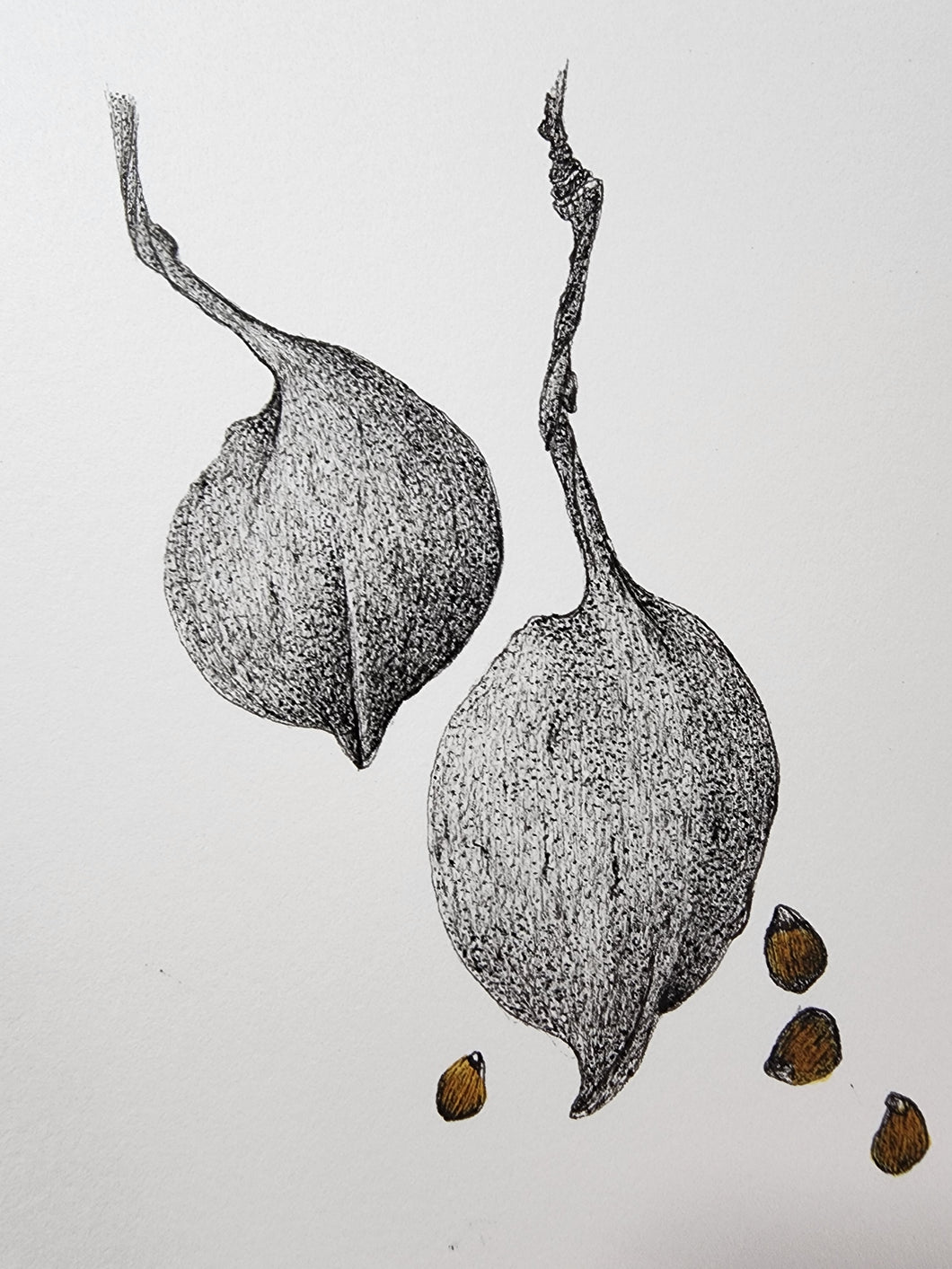 Sharon Field | 3000 days... and counting...Drawing | Drawing | Kurrajong Pods