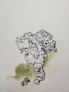 Sharon Field | 3000 days... and counting... | Drawing | Lichen