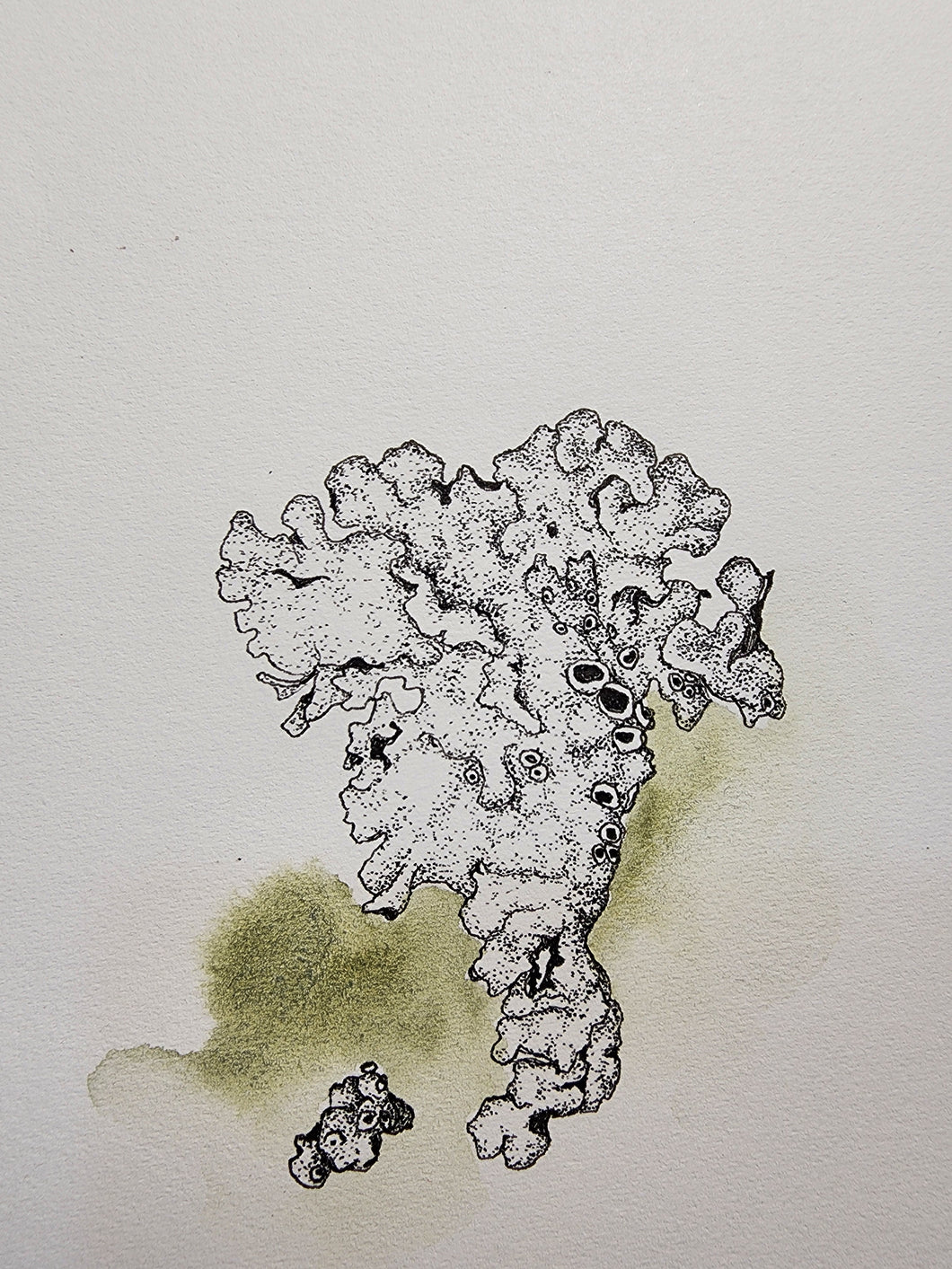 Sharon Field | 3000 days... and counting... | Drawing | Lichen