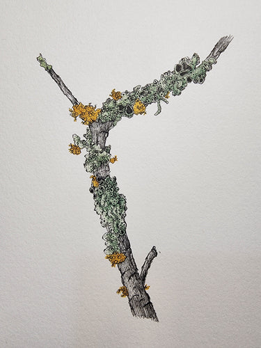 Sharon Field | 3000 days... and counting... | Drawing | Lichens on a branch