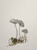 Sharon Field | 3000 days... and counting...Drawing | Little Brown Mushrooms