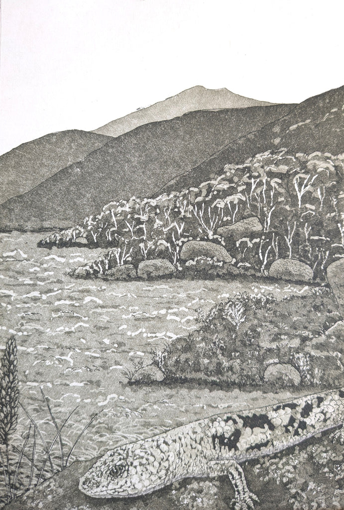 Fenja T. Ringl | Printmaking | Lizard in Boboyan Valley. AP2, framed