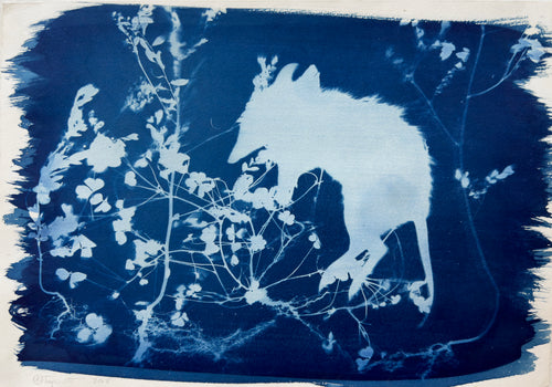 Rebecca Tapscott | Echoes of Absence | Printmaking | Long-nose Bandicoot