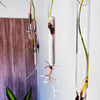 Justine McLaren | Glass | Quiet growth #11