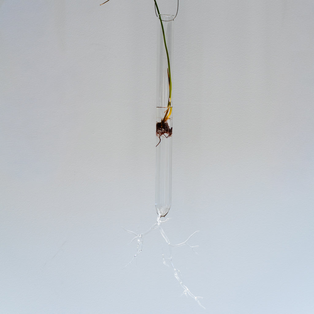 Justine McLaren | Glass | Quiet growth #15