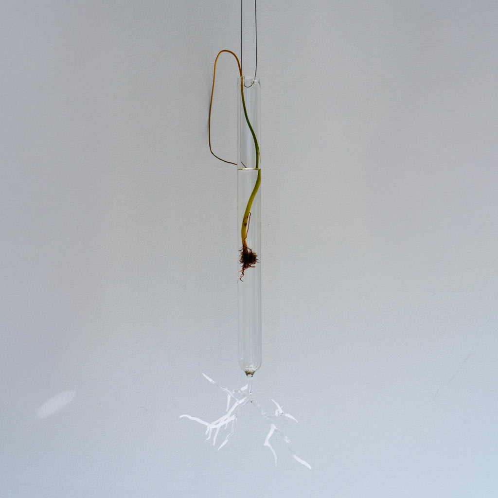 Justine McLaren | Glass | Quiet growth #18