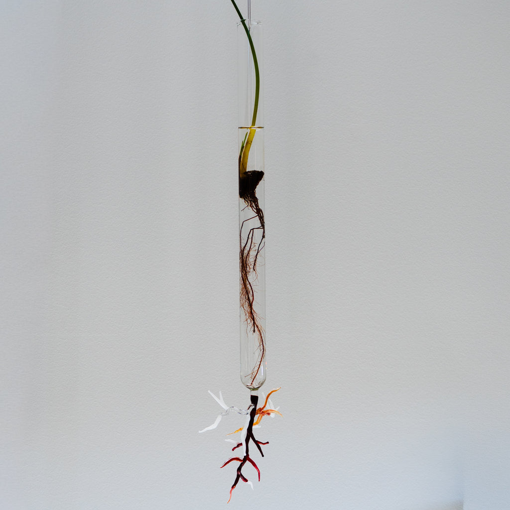 Justine McLaren | Glass | Quiet growth #19