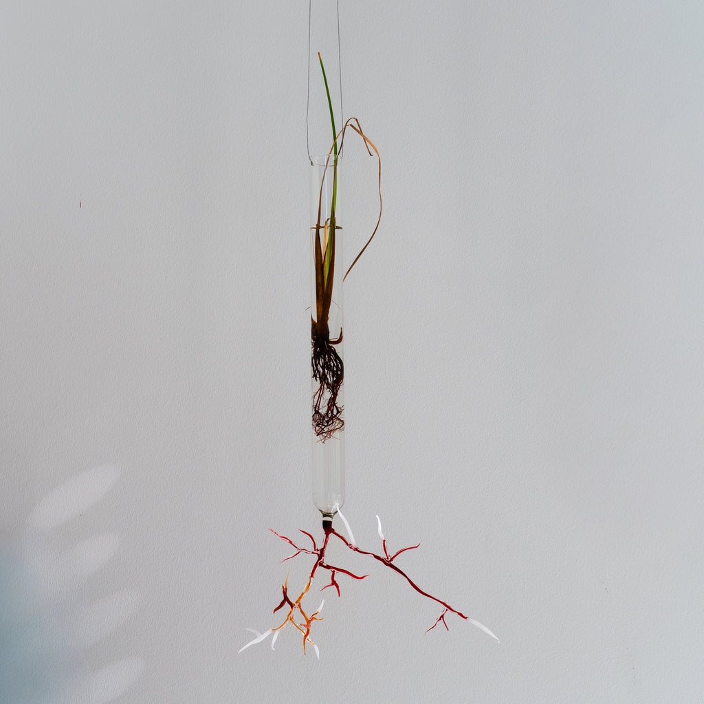 Justine McLaren | Glass | Quiet growth #6