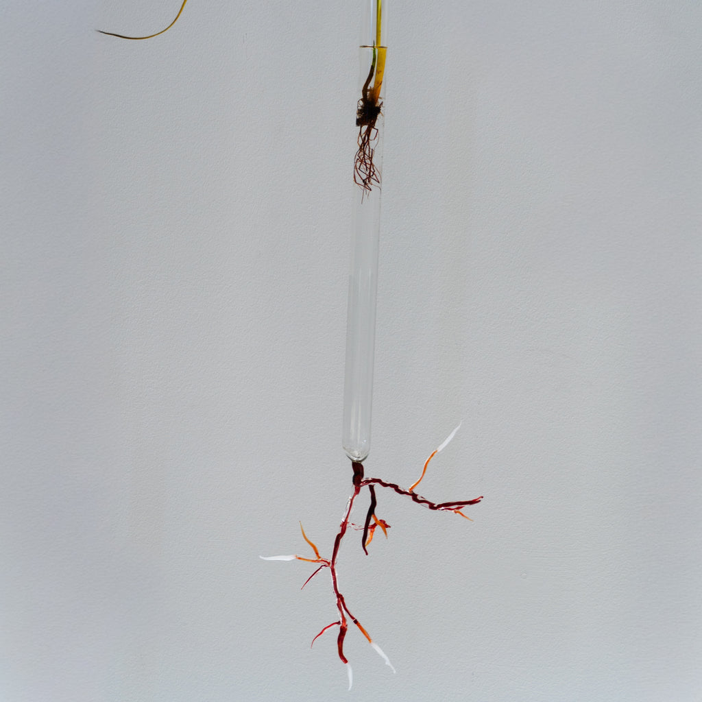 Justine McLaren | Glass | Quiet growth #7