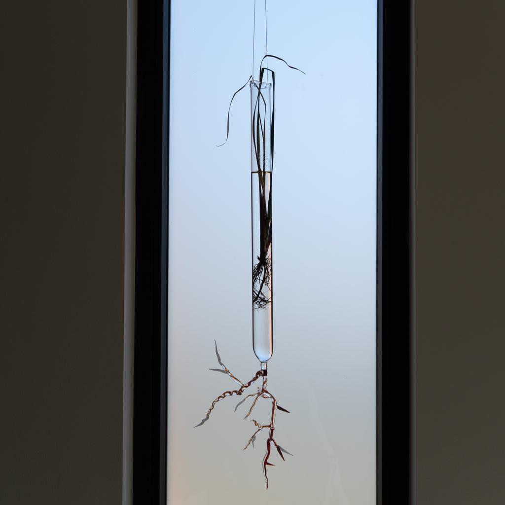 Justine McLaren | Glass | Quiet growth #8