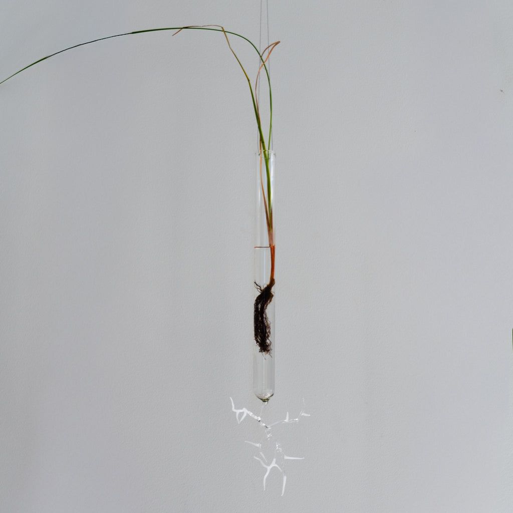 Justine McLaren | Glass | Quiet growth #9