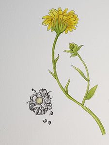 Sharon Field | 3000 days... and counting... | Drawing | Marigold