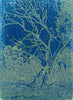 Marjorie "Jamm" Drage | Mixed Media | Night Eucalypt