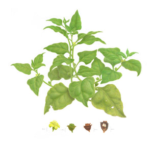 Judy Morris | Botanicals: A Botanical Art Worldwide Exhibition 2025 | Drawing | Tetragonia tetragonioides - warrigal greens