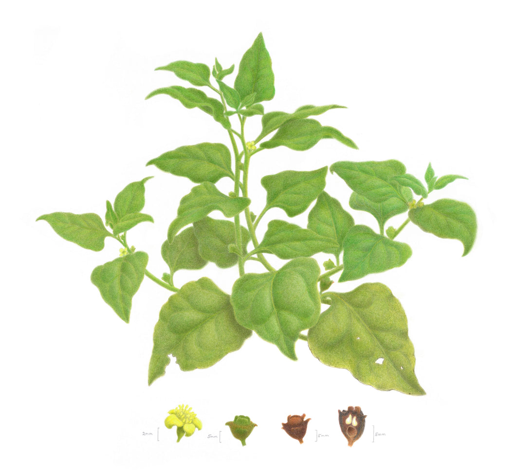 Judy Morris | Botanicals: A Botanical Art Worldwide Exhibition 2025 | Drawing | Tetragonia tetragonioides - warrigal greens