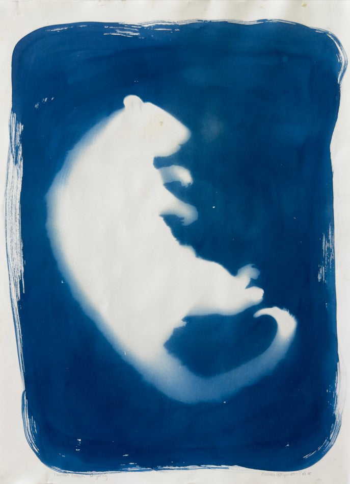 Rebecca Tapscott | Echoes of Absence | Printmaking | Mountain Possum