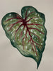 Natalie Catherine  Goonetilleke  | Mixed Media | Whispers of Living Earth