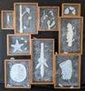 Fenja T. Ringl | Printmaking | Nature's Cabinet of Parts. Unique state