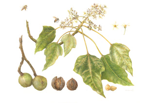 Harriet O’Donnell | Botanicals: A Botanical Art Worldwide Exhibition 2025 | Drawing | Aleurites moluccanus - candlenut