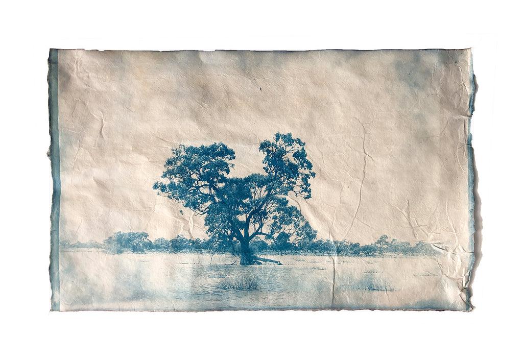 Peggy Halas | Photography | Arbre de vie