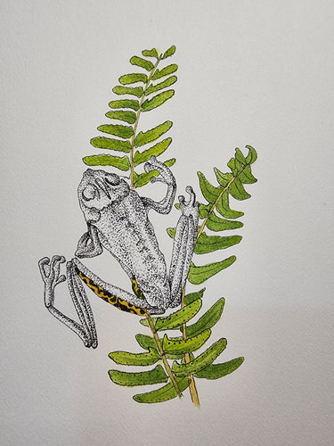 Sharon Field | 3000 days... and counting... | Drawing | Peron's Tree Frog and Fern