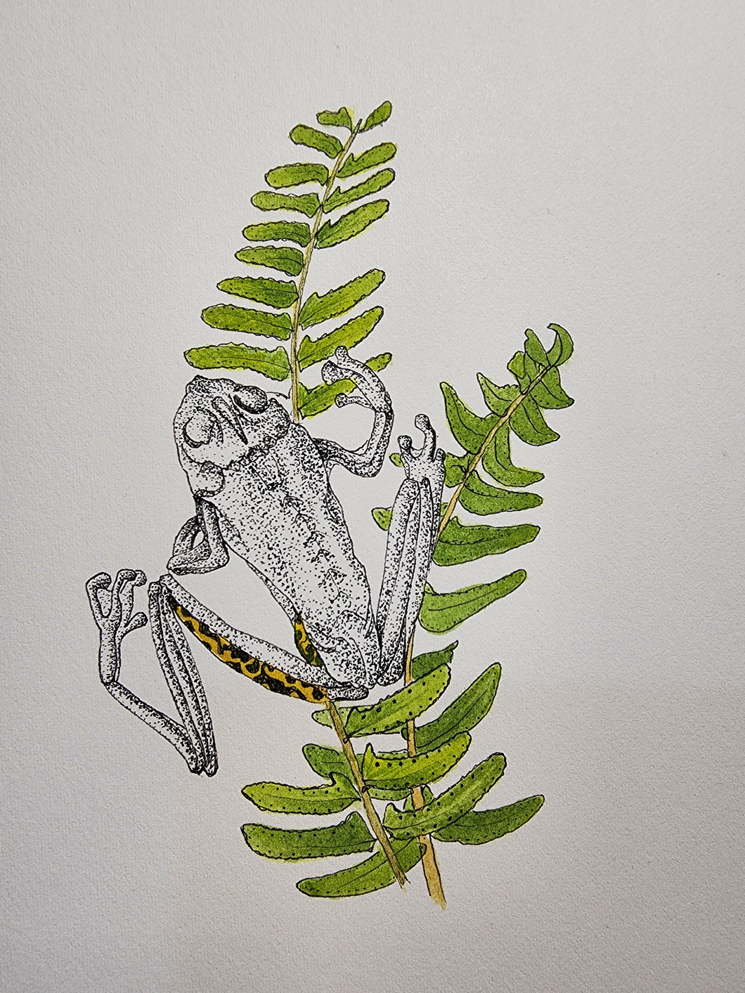 Sharon Field | 3000 days... and counting... | Drawing | Peron's Tree Frog and Fern