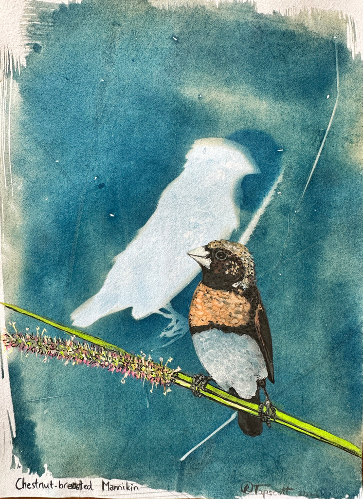Rebecca Tapscott | Mixed Media | Chestnut-breasted Mannikin