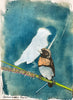 Rebecca Tapscott | Mixed Media | Chestnut-breasted Mannikin