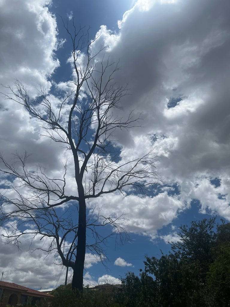 Rohan Goyne | Digital Media | Climate Changed Urban Forest