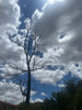 Rohan Goyne | Digital Media | Climate Changed Urban Forest