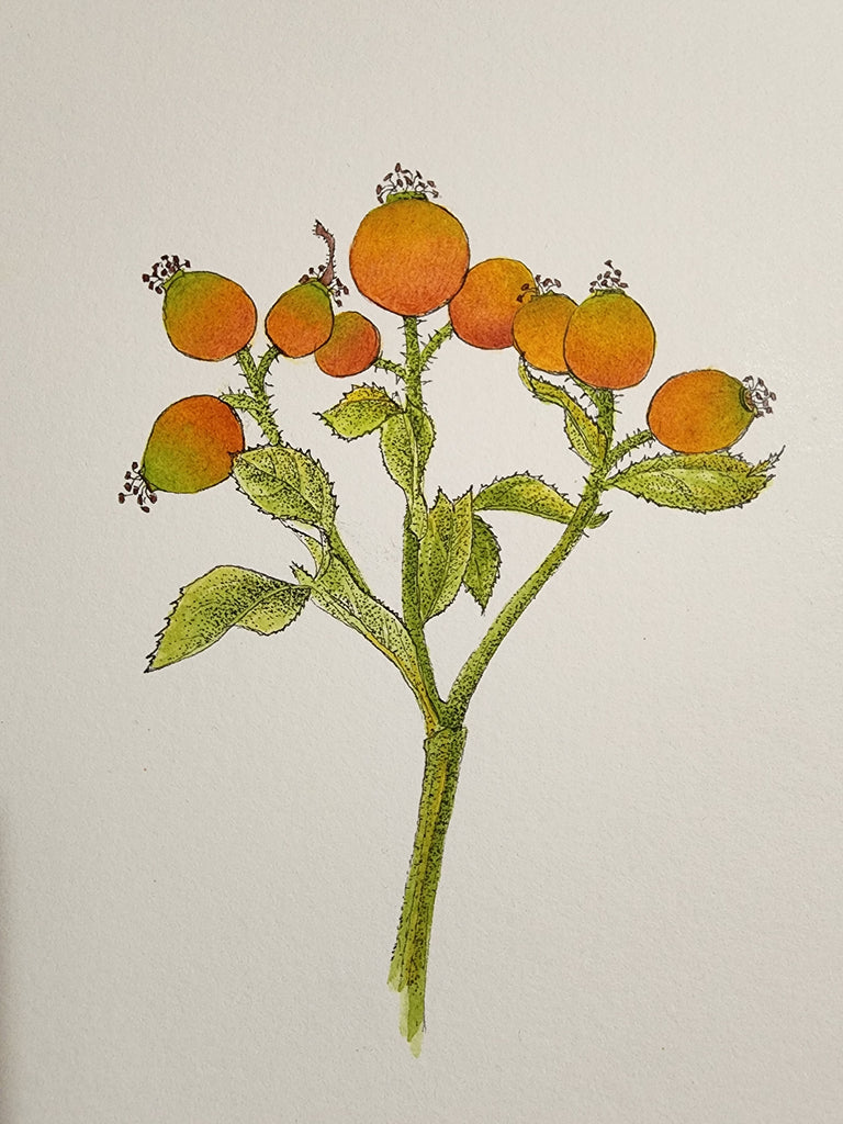 Sharon Field | 3000 days... and counting...Drawing | Rose Hips