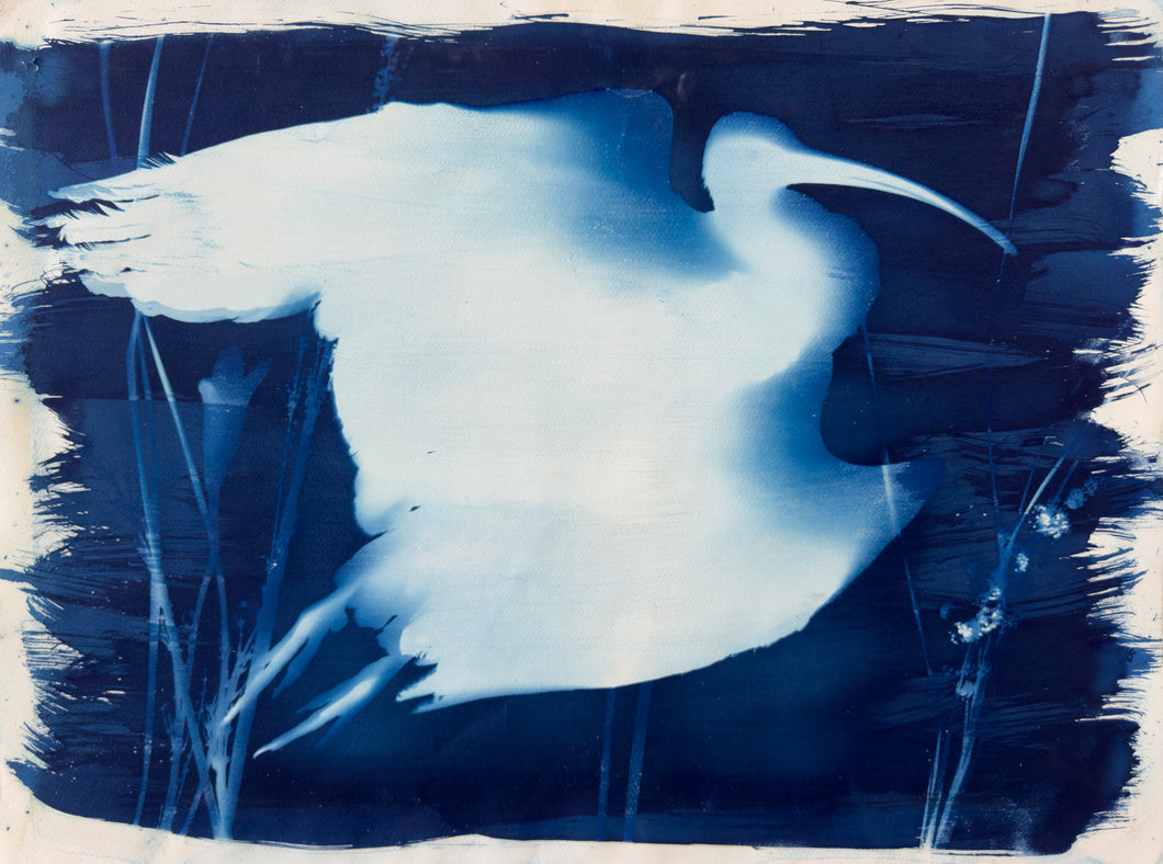 Rebecca Tapscott | Echoes of Absence | Printmaking | Sacred Ibis