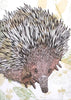 Fenja T. Ringl | Cards |