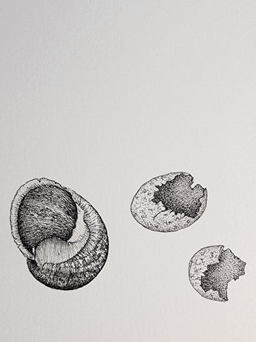 Sharon Field | 3000 days... and counting... | Drawing | Shells