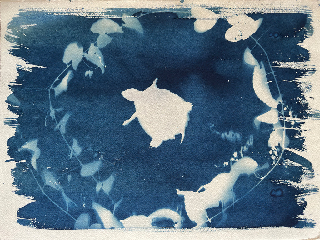 Rebecca Tapscott | Echoes of Absence | Printmaking | Short-necked Turtle