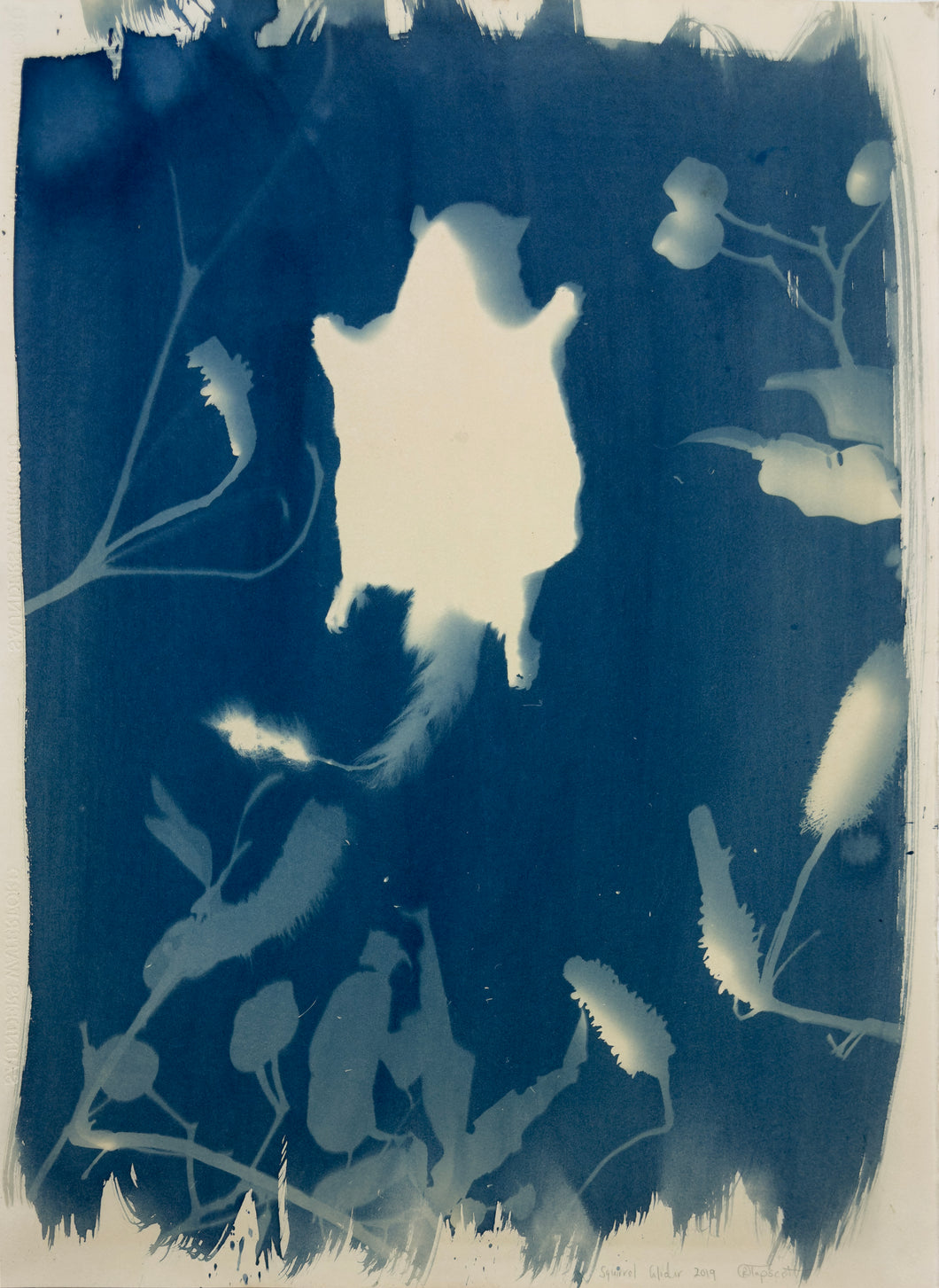 Rebecca Tapscott | Echoes of Absence | Printmaking | Squirrel Glider