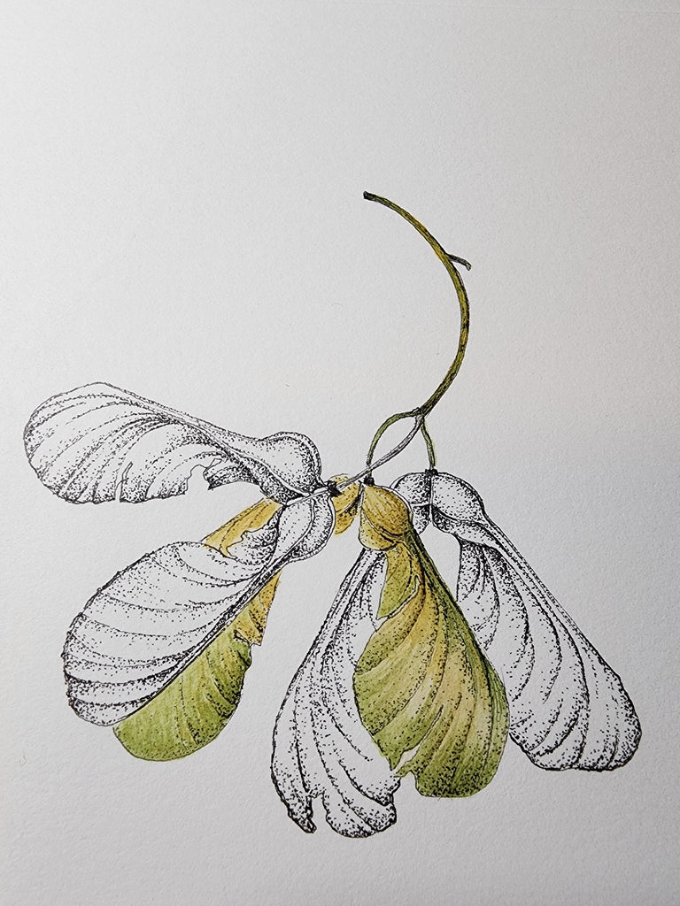 Sharon Field | 3000 days... and counting... | Drawing | Sycamore seed heads