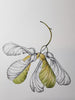 Sharon Field | 3000 days... and counting... | Drawing | Sycamore seed heads