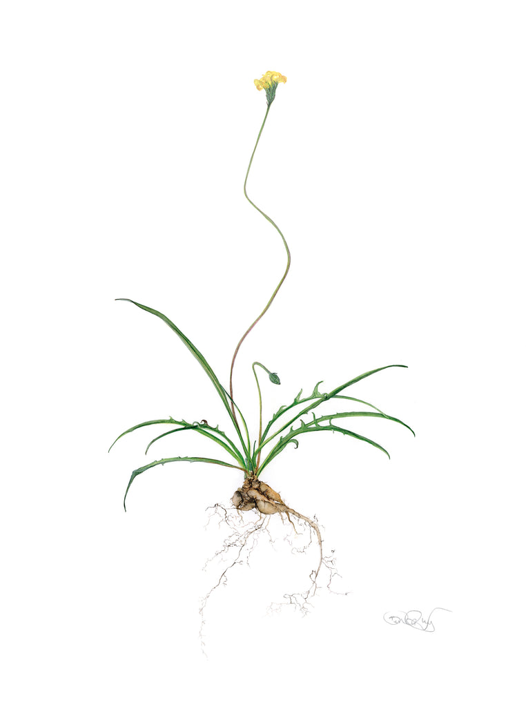 Belinda Taylor | Botanicals: A Botanical Art Worldwide Exhibition 2025 | Painting | Microseris lanceolata - murnong