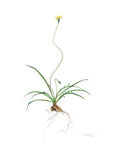 Belinda Taylor | Botanicals: A Botanical Art Worldwide Exhibition 2025 | Painting | Microseris lanceolata - murnong