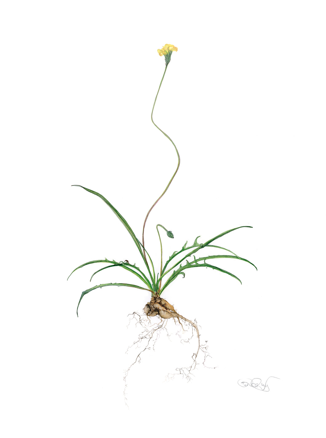 Belinda Taylor | Botanicals: A Botanical Art Worldwide Exhibition 2025 | Painting | Microseris lanceolata - murnong