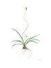 Belinda Taylor | Botanicals: A Botanical Art Worldwide Exhibition 2025 | Painting | Microseris lanceolata - murnong