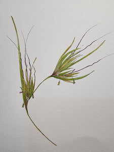 Sharon Field | 3000 days... and counting... | Drawing | Themeda triandra